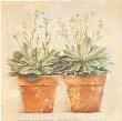 Echeveria by Laurence David Limited Edition Print