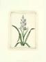 Hyacinthus Ix by Christoph Jacob Trew Limited Edition Print