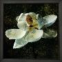 Magnolia Ii by John Seba Limited Edition Print