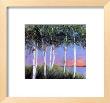 Birch Trees I by Lois Gold Limited Edition Pricing Art Print