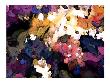 Blossom Bunch by Tomiko Tan Limited Edition Print