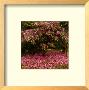 Rhododendron by Bent Rej Limited Edition Print