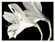Lily Ii by Dianne Poinski Limited Edition Pricing Art Print