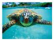 Honu, Hawaiian Sea Turtle by Kirk Lee Aeder Limited Edition Pricing Art Print