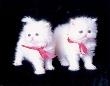 White Kittens by Diane Leis Limited Edition Print