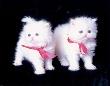 White Kittens by Diane Leis Limited Edition Pricing Art Print