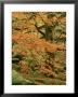 Common Beech, Autumn Colour, Uk by Mark Hamblin Limited Edition Print