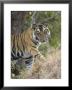 Bengal Tiger, Portrait Of Young Male, Madhya Pradesh, India by Elliott Neep Limited Edition Print