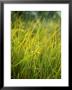 Libertia Peregrinans (Gold Leaf) Close-Up Of Grass by Pernilla Bergdahl Limited Edition Pricing Art Print