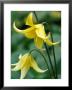 Erythronium (Kondo) by Mark Bolton Limited Edition Print