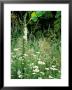 White Foxglove, Ox-Eye Daisy And Grasses by Lynn Keddie Limited Edition Print