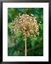 Allium Hollandicum, Close-Up Of Seed Head, September by Lynn Keddie Limited Edition Pricing Art Print