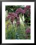 Sanguisorbia Canadensis And Eupatorium Purpureum Growing Together by Lynn Keddie Limited Edition Print