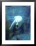 Polar Bear, Swimming Underwater, Quebec, Canada by Philippe Henry Limited Edition Print