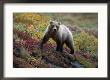 Grizzly Bear, Denali Np, Alaska by Hal Gage Limited Edition Print