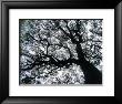 Old Oak Tree Limbs Against The Sky, Tx by Don Grall Limited Edition Pricing Art Print