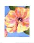 Hibiscus I by Paris Gerrard Limited Edition Print