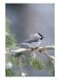 A Mountain Chickadee Weathers A Winter Snowstorm In A Pinetree by Michael S. Quinton Limited Edition Print