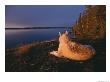 A White Husky Gazes At The Water by Paul Nicklen Limited Edition Print