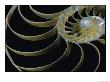 A Close-Up Of The Cross-Section Of A Chambered Nautilus Shell by Todd Gipstein Limited Edition Print