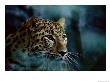 An Amur Leopard At The Minnesota Zoological Gardens by Michael Nichols Limited Edition Print