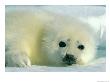 A Newborn Harp Seal Pup In A Thin White Coat Stares Directly At The Camera by Norbert Rosing Limited Edition Print