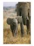 An African Elephant Walks With It Young by Roy Toft Limited Edition Print