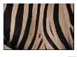 A Close View Of A Zebras Stripes by Michael Nichols Limited Edition Print