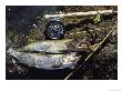 A Pair Of Cutthroat Trout, Salmo Clarki, And A Reel Lie On A Bank by Bill Curtsinger Limited Edition Print