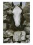 The Head Of A White Connemara Pony Pokes Through A Gap In A Stone Wall by Anne Keiser Limited Edition Print