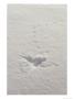 Prints In The Snow Mark The Scene Where A Hawk Caught A Meadow Vole by Tom Murphy Limited Edition Pricing Art Print