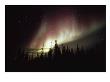 The Aurora Borealis Shimmers In The Sky Above Silhouetted Evergreeens by Norbert Rosing Limited Edition Print