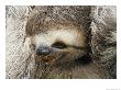 Close Portrait Of A Three Toed Sloth by Darlyne A. Murawski Limited Edition Print