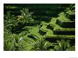 Scenic Valley With Rice Fields In Balis Central Highlands by Paul Chesley Limited Edition Print