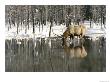 A Male Elk Takes A Drink While Standing In The Water In This Winter Scene by Roy Toft Limited Edition Print