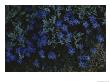 Alpine Forget-Me-Nots Wildflowers, Beartooth Wilderness, Wyoming by Raymond Gehman Limited Edition Print