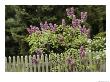 Lilac Blossoming Near A Fence by Anne Keiser Limited Edition Pricing Art Print