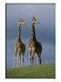 Giraffes At The San Diego Wild Animal Park by Michael Nichols Limited Edition Print