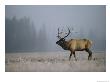 A Bull Elk In A Frosted Meadow by Michael S. Quinton Limited Edition Print