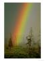 A Brilliantly Colored Rainbow Ends In A Barren Forest In The Madison River Valley by Norbert Rosing Limited Edition Print