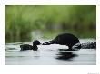 A Tiny Loon Chick Being Fed By Its Parent by Michael S. Quinton Limited Edition Print