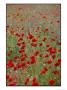 Wildflower Farming On A Kibbutz In Springtime by Richard Nowitz Limited Edition Print