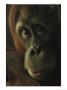 Female Orangutan by Michael Nichols Limited Edition Print