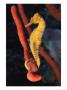 A Longsnout Seahorse, Hippocampus Reidi, With Tail Curled On A Sponge by Bill Curtsinger Limited Edition Print