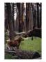 Moose With Young by Randy Olson Limited Edition Print