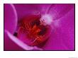 A Close View Of The Inside Of A Moth Orchid by George F. Mobley Limited Edition Print