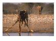 Giraffe Drinking, Elephant In Distance by Bonnie Lange Limited Edition Print