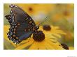 Close-Up Of A Red-Spotted Purple Butterfly On A Black-Eyed Susan by Brian Gordon Green Limited Edition Print