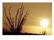 Desert Sunset With Ocotillo, Ca by Robert Franz Limited Edition Pricing Art Print