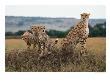 Cheetah & Cubs, Termite Mound, Masai Mara, Keny by Michele Burgess Limited Edition Pricing Art Print